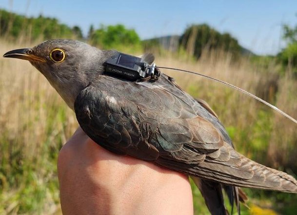 28cm小さい、韓国までの30,000キロメートルの30,000キロメートル…大胆な ‘doo -i’：nateニュース