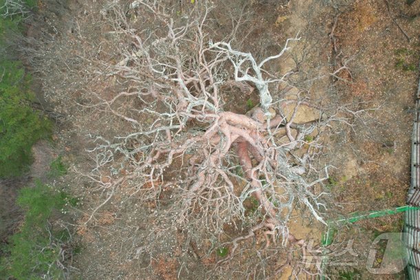 600年守られてきたウルジン大王松の木最終的に高死…