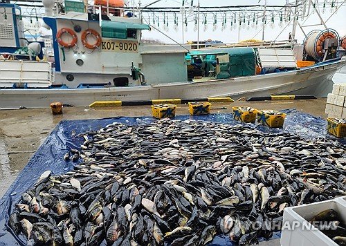 수온 상승에 동해안 오징어·도루묵·양미리 사라진다