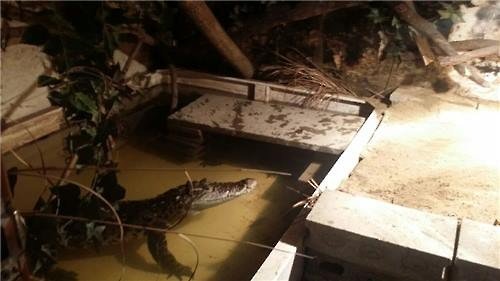 '페북스타' 김현, 무단사육 샴악어...며칠 굶은 채 발견돼 | 인스티즈