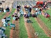 역대 최악 가뭄 벗어난 강릉, 추석 앞두고 경제 회복 총력(종합)