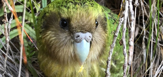 [과학을읽다]멸종위기 희귀 앵무새, 유전자 지도로 살린다