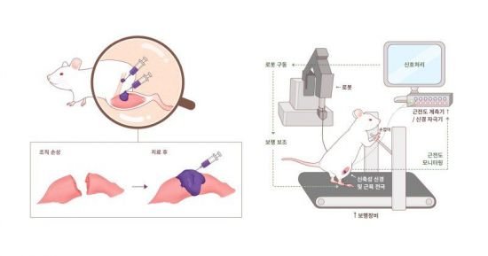 극심한 신체 손상도 복구…주사 한 방에 일어난 놀라운 일