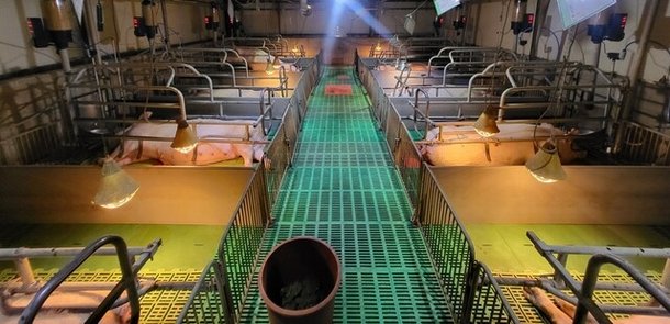 경남도, '양돈 인공지능(AI) 번식관리 시스템 구축사업' 본격 추진