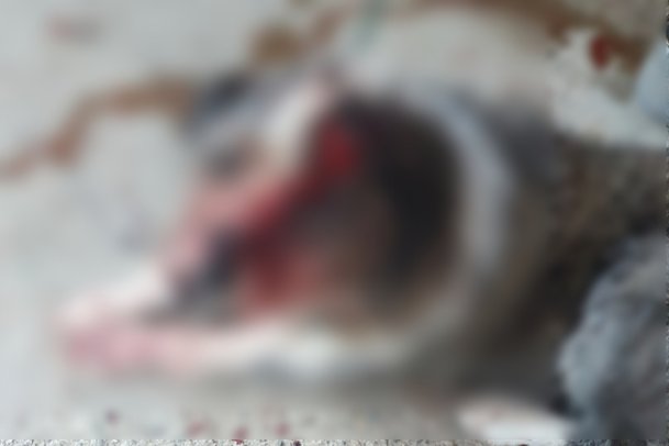 강아지가 뇌졸중에 걸렸을 때 어떻게 하시나요