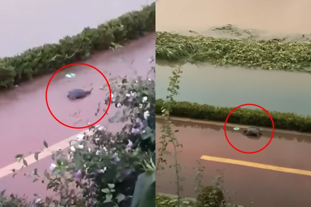 늑대거북이 서울 불광천과 제주에서도 출몰했다는 제보 영상. 정브르 유튜브 영상 캡처