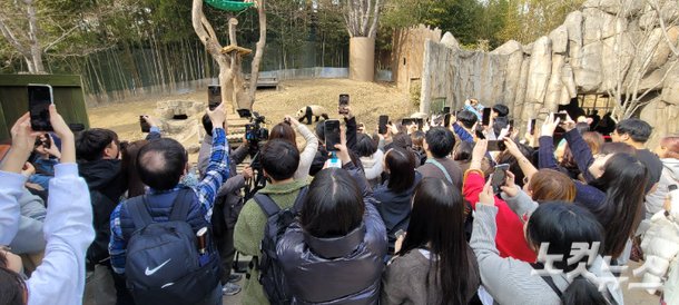 푸바오가 야외 방사장에 등장하자 관람객들이 스마트폰을 꺼내 연신 촬영을 하고 있는 모습. 박창주 기자
