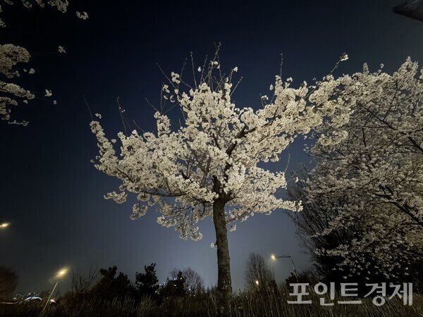 [포토] "팀 버튼 영화의 한 장면처럼"…검은 밤을 수놓은 벚꽃 나무 : 네이트 뉴스