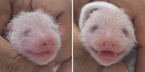 2020년 7월 국내 최초의 아기 판다로 태어나 최근 판다월드에서 인기를 얻고 있는 푸바오암컷는 약 3년 만에 쌍둥이 동생들이 생기면서 귀여운 판다 세 자매의 맏언니가 됐다. 사진은 건강검진 받는 쌍둥이 아기 판다 자매. / 에버랜드