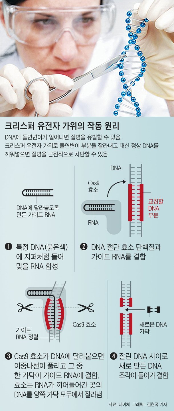 홀리테크]상용화 임박한 유전자 가위 치료제…질병 없는 세상 오는가 : 네이트 뉴스