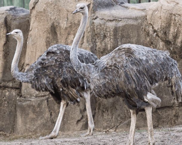 현존하는 새 중에 가장 덩치가 큰 타조. 화식조와는 분류학적으로 먼 친척 뻘이다.<br /></div>/Lincoln Park Zoo
