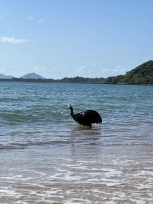 호주 해안에 나타난 화식조. 화식조가 수영해서 바닷가에 나타나는 일은 매우 드문 일다.<br /></div>/호주 퀸즐랜드주 홈페이지