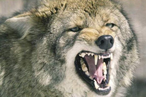 늑대와 닮은 모습이 많은 코요테의 얼굴. 실제로 둘은 교배가 가능한 근연종이다./Texas Aamp;M University