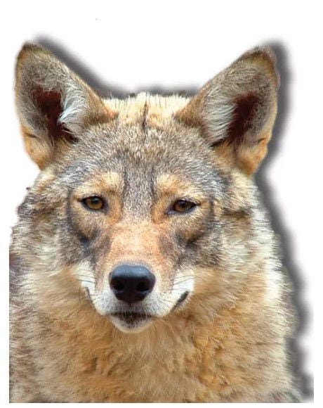 코요테와 늑대의 교배종인 코이울프. 동부 코요테라는 명칭으로도 불린다./National Parks Services