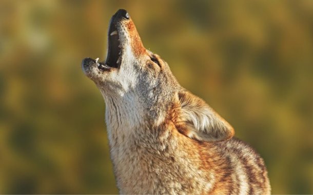 코요테가 늑대와 비슷한 동작으로 위를 보고 울부짖고 있다./Sonoma County Regional Parks