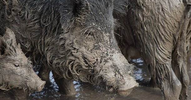 멧돼지가 물을 들이켜고 있다. 멧돼지가 몸을 뒹구는 웅덩이는 퇴적물에 의한 부영양화로 다른 동물들이 치명적 피해를 입는다./Mississippi Wildlife, Fisheries amp; Parks