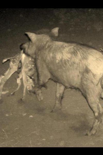멧돼지가 새끼사슴을 물어가는 장면이 포착됐다. 직접 사냥한 것인지 사체를 먹는 것인지는 불문명하지만 육식도 한다는 게 확인된 장면이다./California Sportsman Magazine