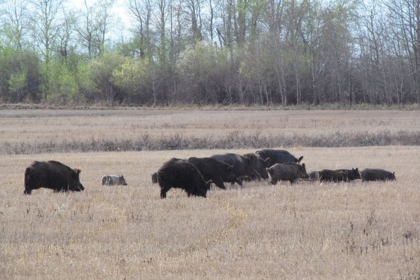 캐나다의 한 초원지대에서 멧돼지가 무리를 지어 이동하고 있다./University of Saskatchewan