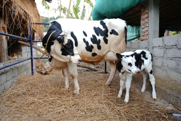 국내 비영리 민간단체가 낙농가 등 후원자들 도움으로 네팔에 기증한 젖소 토실이와 토실이가 낳은 새끼 젖소 감사 모습./헤퍼코리아 제공