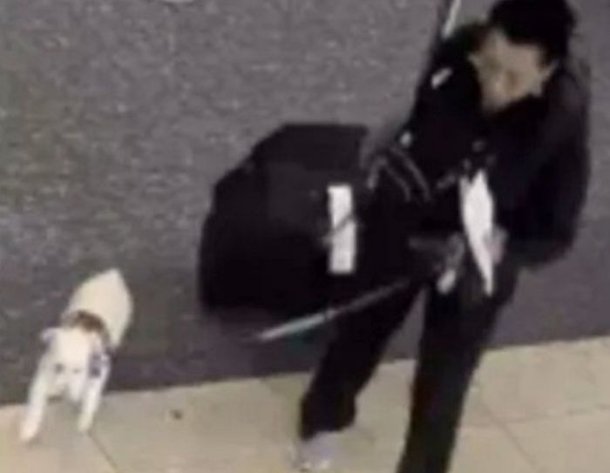 「私は犬に乗ることができません」私は拒否され、トイレに引きずり込まれてown死しました：ネイトニュース