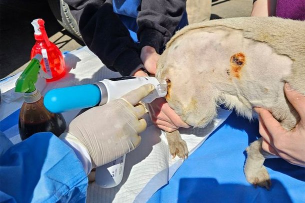 コースメディカル、Yuhan Corporation、Ether Animal Treatment Support for Forest Fire：Nate News