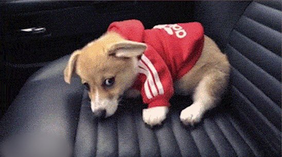Corgi adidas hoodie hotsell