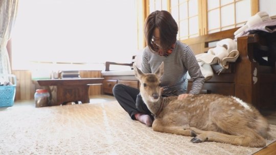 TV동물농장' 반려 사슴 '사슴이'·저수지 백구·새끼 달려있는 길냥이 등 소개 : 네이트 연예 Tv동물농장' 반려 사슴 '사슴이'·저수지 백구·새끼 달려있는 길냥이 등 소개 : 네이트 연예