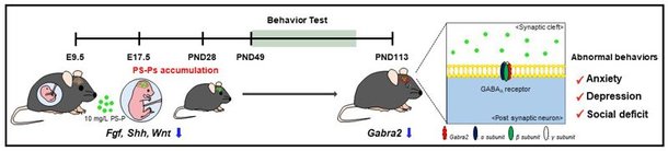 미세플라스틱이 쥐의 신경발달에 미치는 영향 연구 이미지./제공=부산대