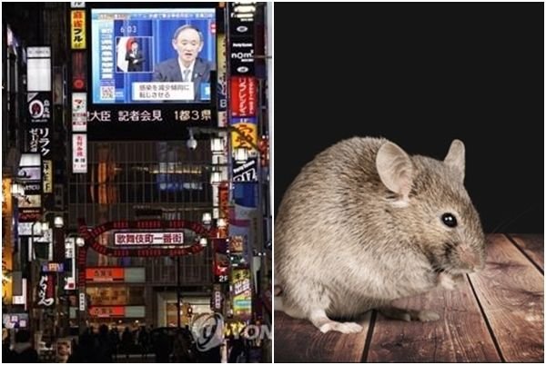 「日本の東京はネズミでいっぱい」…外国人観光客がネズミで負傷：ネイトニュース