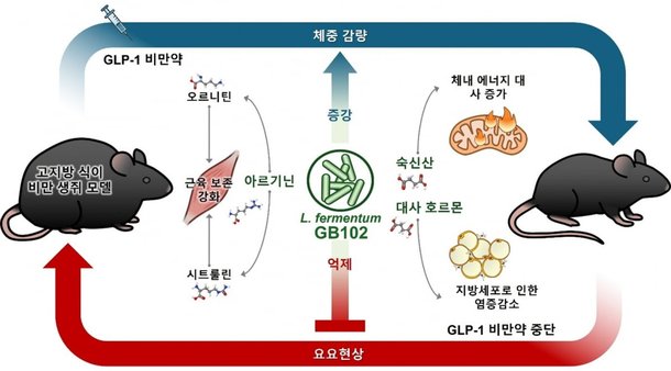 glp 1 willow GLP-1 Microbiome+ (3-Month Supply)
