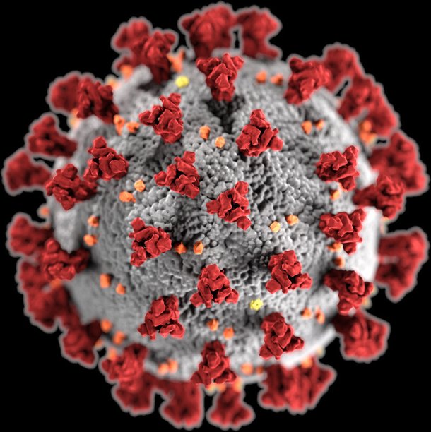 코로나19 바이러스 입체 모형도. 빨간 부분이 세포 침투 도구인 돌기 단백질이다. 위키피디아