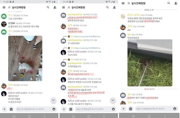 제2의 고어전문방 등장…온라인 동물학대 왜 끊이지 않나? : 네이트 뉴스