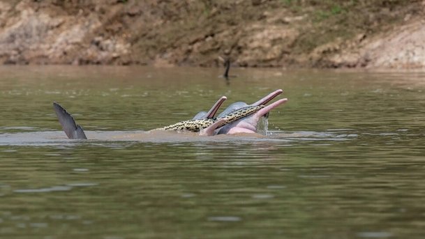 강돌고래가 아나콘다를 입에 물고 수중발레를 했다…왜? : 네이트뉴스