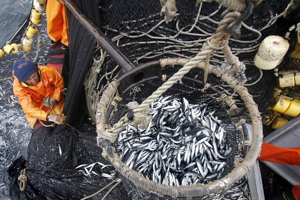 페루 근처 태평양에서 어부가 멸치를 배 위로 끌어올리고 있다. 이렇게 잡은 멸치의 일부는 오메가-3 제조 원료로 수출된다. 그러나 전문가들은 오메가-3 지방산이 함유된 제품이 기억력 증진에 입증된 효과를 보이지 않는다고 강조한다. REUTERS
