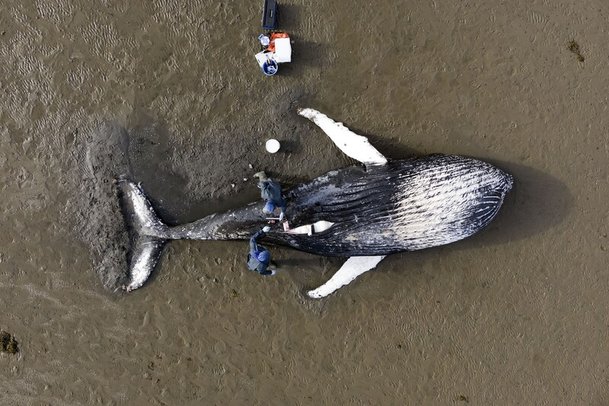 연구현장 부문 2위는 해안에 떠밀려온 혹등고래의 사체를 부검하는 모습이다. bmc