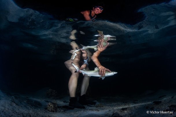 지구 보호 부문 2위는 프랑스령 폴리네시아 모오레아에서 흑기흉상어 새끼를 방류하는 장면이다. bmc
