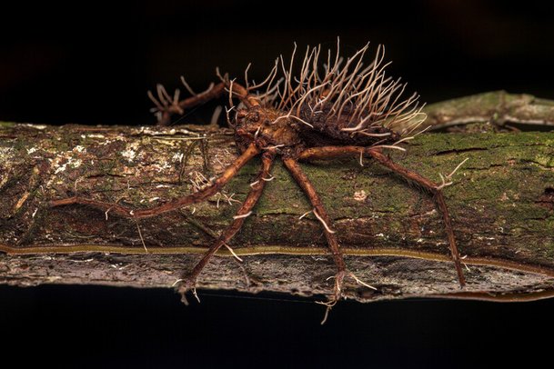 식물과 균류 부문 2위는 기생 곰팡이에 먹혀버린 거미다. bmc