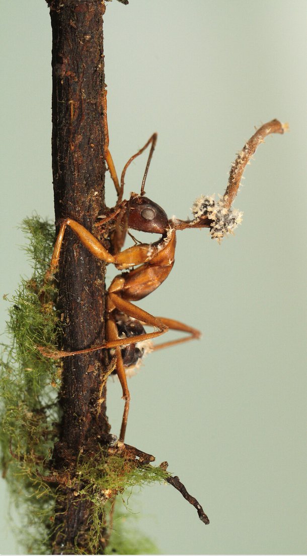 행성 및 균류 부문 1위는 좀비 개미 곰팡이의 자실체에 기생하는 곰팡이다. bmc