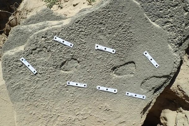 남아프리카공화국 구캄마자연보호구역에서 발견된 발자국 화석. 발가락이나 발바닥 아치 모양이 없는 것으로 보아 신발을 신었을 것으로 추정된다. Charles Helm/넬슨만델라대