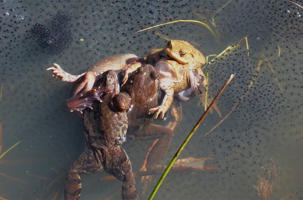 봄철 단 몇 주간의 번식기를 맞은 수컷 개구리들은 교미를 위해 치열한 경쟁을 벌인다. 수컷 여러 마리가 암컷 한 마리에 올라타 공 같은 형태mating ball를 이루는데 이 과정에서 물에 잠긴 암컷이 죽기도 한다. 캐롤린 디트리히/베를린 자연사박물관 제공
