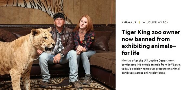 미국 법무부는 넷플릭스 다큐멘터리 ‘타이거 킹’을 통해 알려진 G.W.동물원의 운영자들에게 동물 140여 마리를 몰수하고 동물전시업을 금지했다. 사진은 이 내용을 보도한 ‘내셔널지오그래픽’ 기사. 누리집 갈무리.