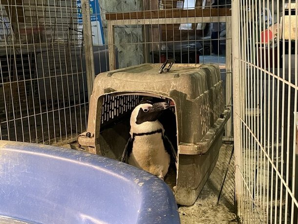 지난해 5월부터 휴업 중인 대구 수성구 실내 테마파크동물원에는 현재 220여 마리 동물이 사육되고 있다. 전시장 한쪽의 울타리 안에서 발견된 자카스펭귄. 김지숙 기자