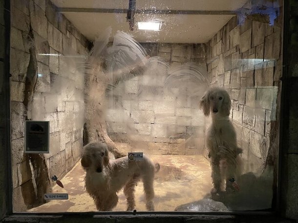 지난해 5월부터 휴업 중인 대구 수성구 실내 테마파크동물원에는 현재 220여 마리 동물이 사육되고 있다. 전시장 한 칸에는 개 2마리가 지내고 있었다. 김지숙 기자