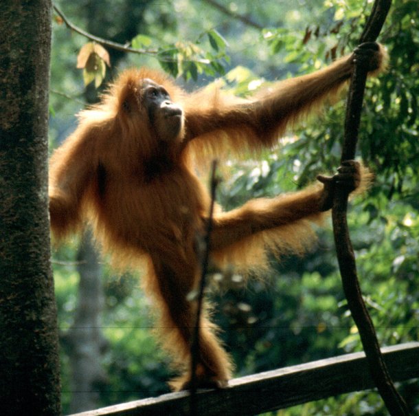 인도네시아 수마트라섬의 오랑우탄. 사람은 물론 고릴라, 침팬지, 오랑우탄, 긴팔원숭이 등의 유인원은 진화과정에서 꼬리를 잃어버렸다. 위키미디어 코먼스