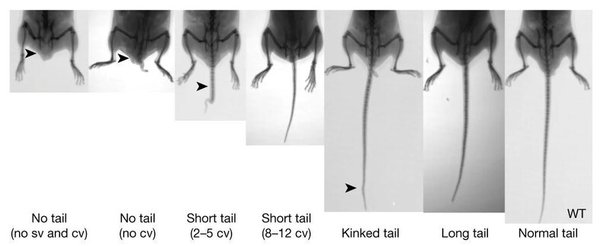 유인원과 유사한 Tbxt 유전자를 만들기 위해 유전적으로 조작한 생쥐 모델의 꼬리 길이를 엑스레이로 찍은 사진. 맨 오른쪽이 유전자 조작을 하지 않은 일반 쥐다. 네이처 제공