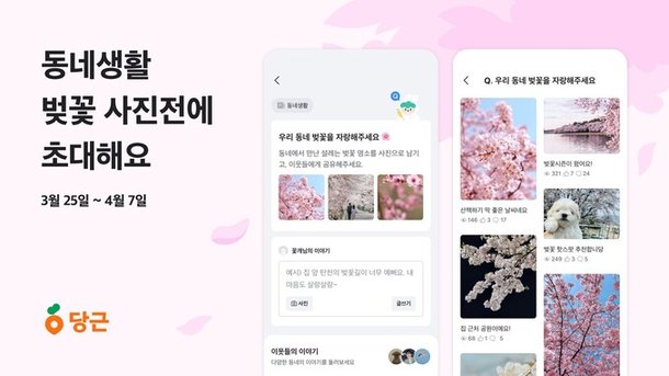 25일 당근이 ‘동네 벚꽃 사진전’을 개최한다고 밝혔다. 당근 제공