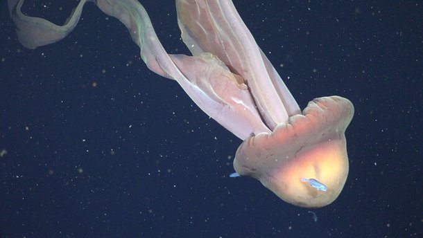 해파리 팔 길이만 9m…스쿨버스만 한 '거대 유령 해파리' : 네이트 뉴스