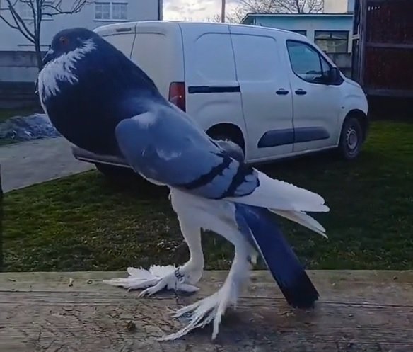 [영상] 긴 다리 가진 돌연변이 비둘기 등장