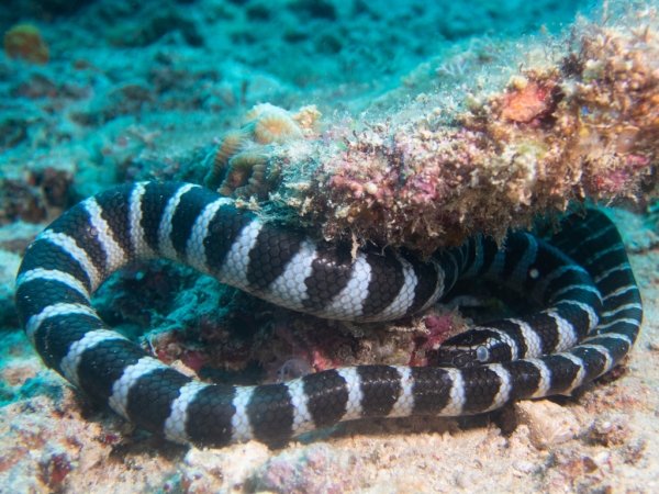 독사의 20배 맹독성 넓은띠큰바다뱀, 한국 바다에 출현