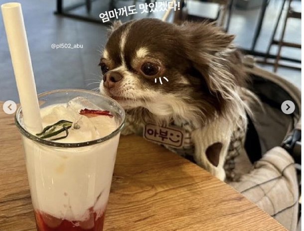 Puppy in Dog Cafe: The Absurdity - News Directory 3